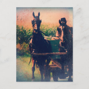 Amishches Pferdegespann Postkarte