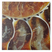 Ammoniak aus Madagaskar Fliese (Vorderseite)