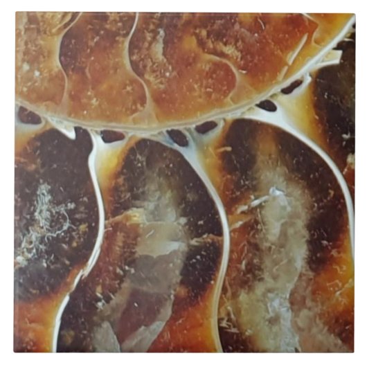 Ammoniak aus Madagaskar Fliese (Vorderseite)