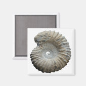 Ammoniit Magnet (Vorderseite/Rückseite)