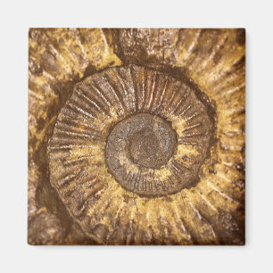 Ammonit (Arietites SP.) vom niedrigeren Jura Magnet