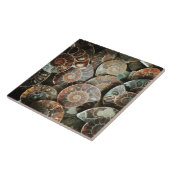 Ammonit-Bündel Fliese (Seite)