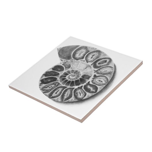 Ammonit Fliese (Seite)