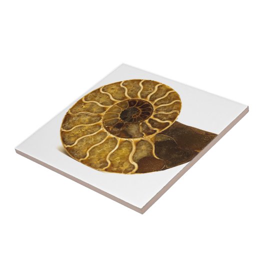 Ammonit-Fossil Fliese (Seite)