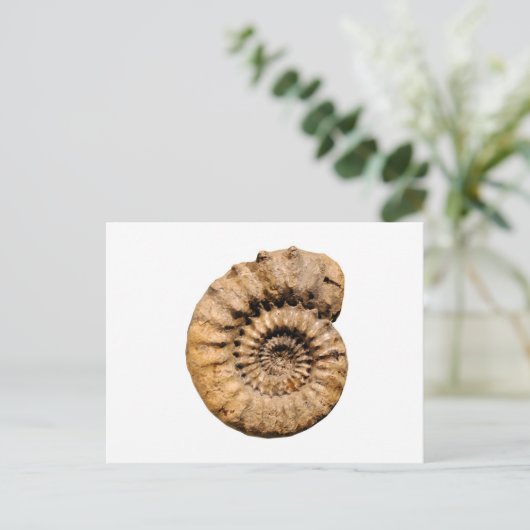 Ammonit-Fossil Postkarte (Stehend Vorderseite)