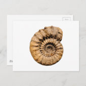 Ammonit-Fossil Postkarte (Vorne/Hinten)