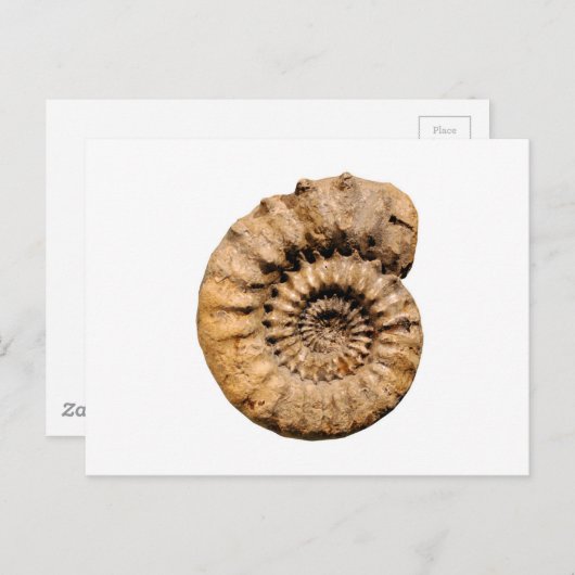 Ammonit-Fossil Postkarte (Vorne/Hinten)
