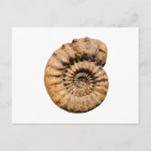 Ammonit-Fossil Postkarte (Vorderseite)