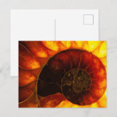Ammonit mit Hintergrundbeleuchtung, Cleoniceras Postkarte (Vorne/Hinten)