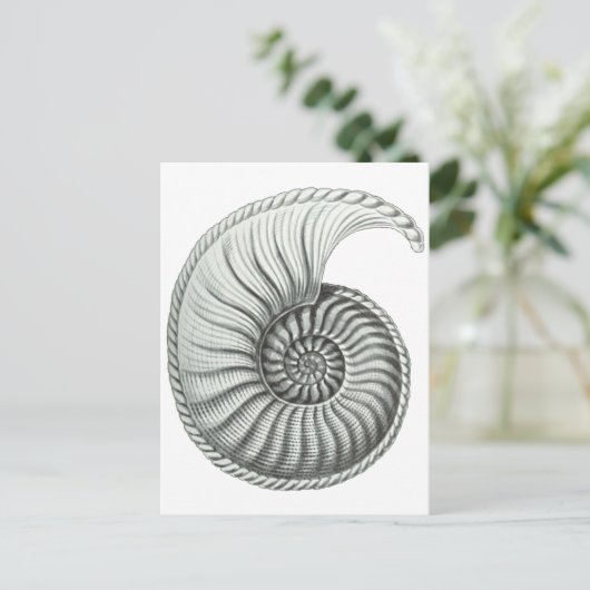 Ammonit Postkarte (Stehend Vorderseite)