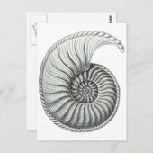 Ammonit Postkarte (Vorne/Hinten)