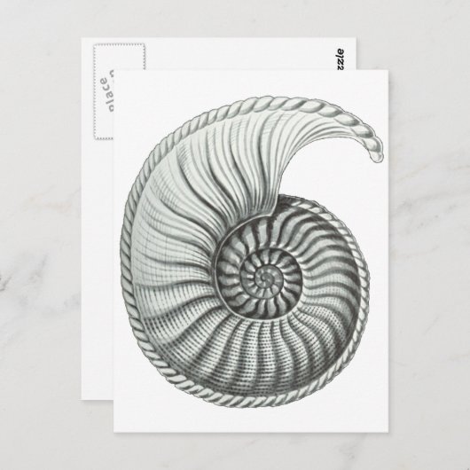 Ammonit Postkarte (Vorne/Hinten)