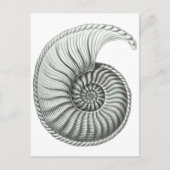 Ammonit Postkarte (Vorderseite)