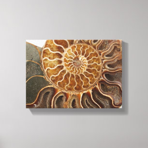 Ammonite Art Print Leinwanddruck