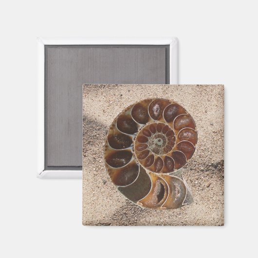 Ammonite Fossil Magnet (Vorderseite/Rückseite)