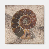 Ammonite Fossil Magnet (Vorne)