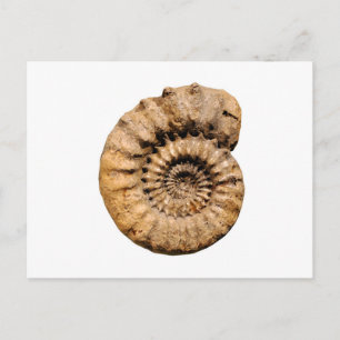 Ammonite Fossil Postkarte