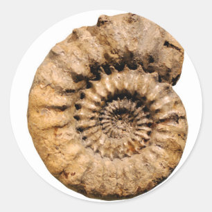 Ammonite Fossil Runder Aufkleber
