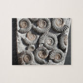 Ammoniten auf Felsen-Foto Puzzle (Horizontal)