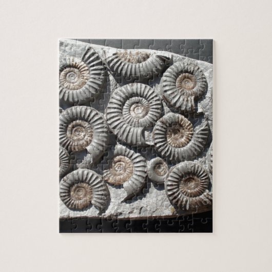 Ammoniten auf Felsen-Foto Puzzle (Vertikal)