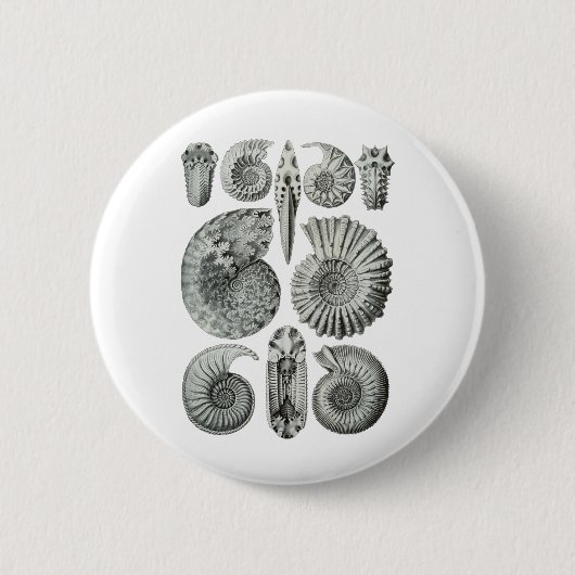 Ammoniten Button (Vorderseite)