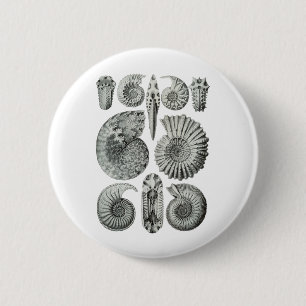 Ammoniten Button