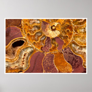 Ammoniten-Fossil Nahaufnahme Druck Alte Meereskuns Poster