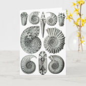 Ammoniten Karte (Gelbe Blume)