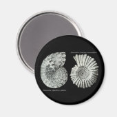 Ammonites Magnet (Vorderseite/Rückseite)