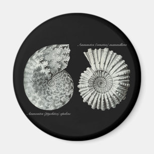 Ammonites Magnet