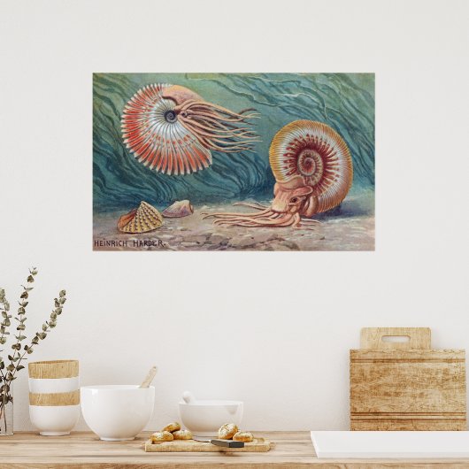 Ammonites Poster (Küche)
