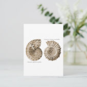 Ammonites Postkarte (Stehend Vorderseite)