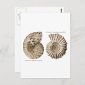 Ammonites Postkarte (Vorne/Hinten)