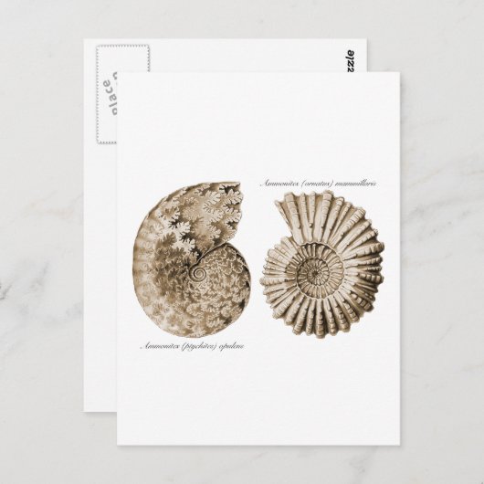 Ammonites Postkarte (Vorne/Hinten)