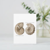 Ammonites Postkarte (Stehend Vorderseite)