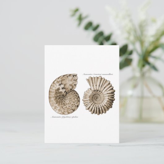 Ammonites Postkarte (Stehend Vorderseite)