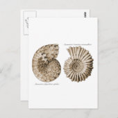 Ammonites Postkarte (Vorne/Hinten)