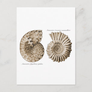 Ammonites Postkarte