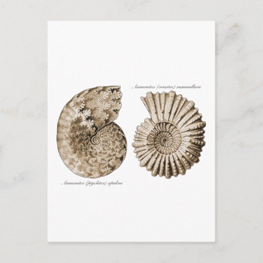 Ammonites Postkarte (Vorderseite)