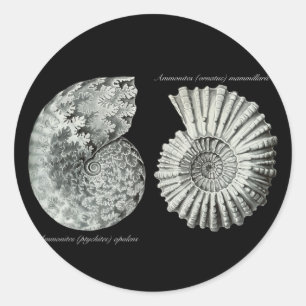 Ammonites Runder Aufkleber