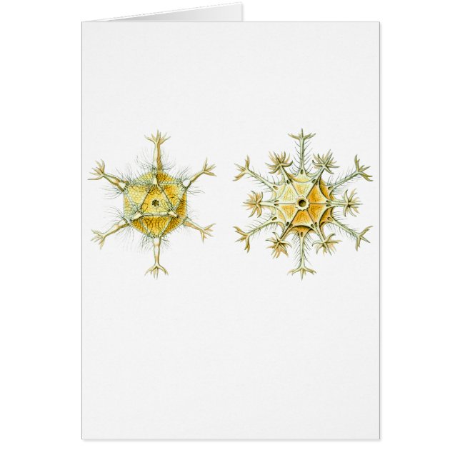 Amoeboid Protozoans (Vorne)