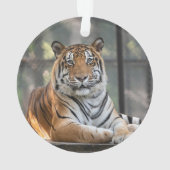 Amol - ornament (Rückseite)