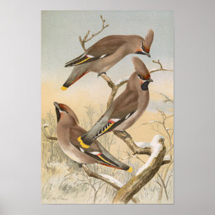 Ampelis garrulus von Johann Friedrich Naumann Poster