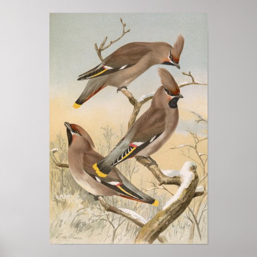 Ampelis garrulus von Johann Friedrich Naumann Poster (Vorne)