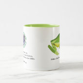 AmphibiaWeb Centrolene Tasse (Mittel)