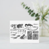 Amphibien-Evolution Postkarte (Stehend Vorderseite)