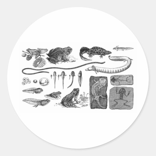 Amphibien-Evolution Runder Aufkleber (Vorderseite)