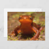 Amphibien Oregon Corvallis Reptile Postkarte (Vorne/Hinten)