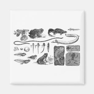 Amphibisch Evolution Magnet