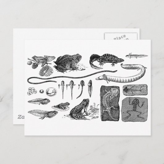 Amphibische Evolution Postkarte (Vorne/Hinten)